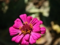IMG_1736