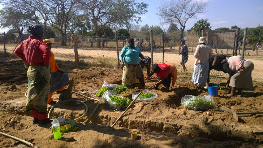School staff and community volunteers plant vegetables at Tsakelani Creche.