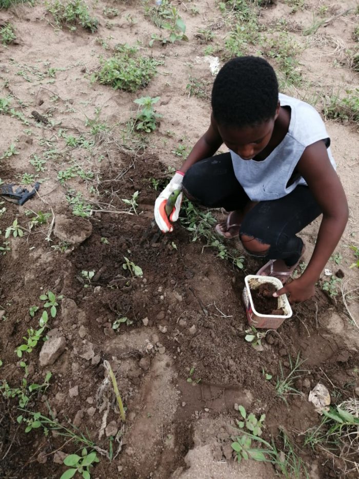 A Spring Of Hope The Rise In Homegardens The Spread Of Permaculture In Mpumalanga South Africa